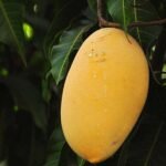 Mango Tree (Alphonso, Grafted) - Plant - MTG-827854