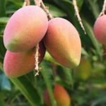 Mango Tree (Amrapali, Grafted) - Plant - MTG-495696