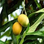 Mango Tree (Dudh Pedo, Grafted) - Plant - MTP-295600