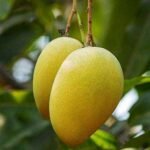 Mango Tree (Mallika, Grafted) - Plant - MTG-657884