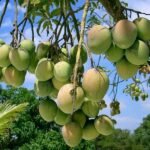 Mango Tree (Sindhu, Grafted, Seedless) - Plant - MTG-356163