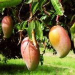 Mango Tree (Totapuri, Grafted) - Plant - MTG-272369
