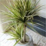 Marginata (Dracaena marginata) - Plant - MMP-462909