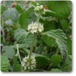 Marrubium vulgare - Plant - MVP-344781