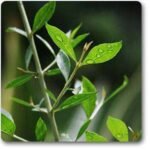 Mehndi, Mehandi - Plant - MMP-345991