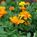 Mexican Marigold - Plant - MMP-845281