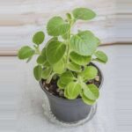 Mexican mint, Patharchur, Ajwain Leaves - Plant - MMP-783710
