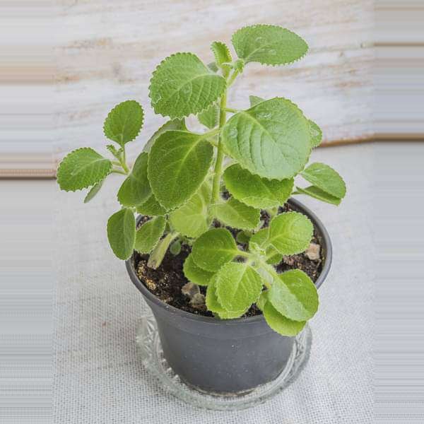 gog-plants-mexican-mint-patharchur-ajwain-leaves-plant-16968582168716.jpg