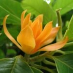 Michelia Champa, Son Champa ( Orange, Grown Through Seed ) - Plant - MCS-628061