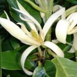Michelia Champa Son Champa ( White ) - Plant - MCS-312398