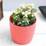 Midstripe Rainbow Bush, Portulacaria afra medio-picta - Succulent Plant - MRB-320122