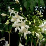 Millingtonia Hortensis - Plant - MHP-519788