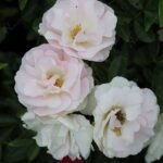 Miniature Rose, Button Rose (Baby Pink) - Plant - MRB-339380