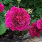 Miniature Rose, Button Rose (Dark Pink) - Plant - MRB-332141
