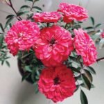 Miniature Rose, Button Rose (Marigold  Orange) - Plant - MRB-553599