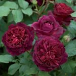Miniature Rose, Button Rose (Maroon) - Plant - MRB-157701