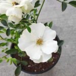 Miniature Rose, Button Rose (white) - Plant - MRB-439429
