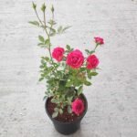 Miniature Rose (Red) - Plant - MRP-864291
