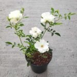 Miniature Rose (White) - Plant - MRP-715209