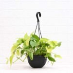 Money plant golden, Scindapsus golden (Hanging Basket) - Plant - MPG-918929