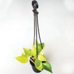 Money plant golden, Scindapsus golden (Small, Hanging basket) - Plant - MPG-207373