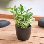 Money plant marble prince, Scindapsus n joy - Plant - MPM-471868