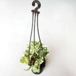 Money plant marble prince, Scindapsus n joy (Small, Hanging basket) - Plant - MPM-891213