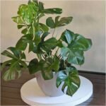 Monstera deliciosa - Plant - MDP-465202