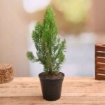 Morpankhi, Thuja Compacta - Plant - MTC-353235