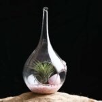 Mothers Bloom - Air Plant - MBA-978223