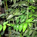 Multivitamin,Thavasi Keerai - Plant - MKP-878230
