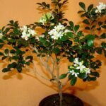 Murraya Paniculata, Calcutta Kamini - Plant - MPC-246896