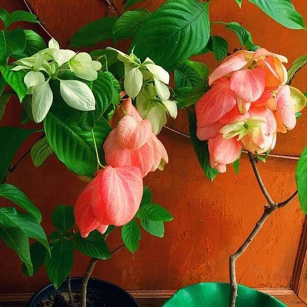 gog-plants-mussaenda-any-color-plant-16969039413388.jpg