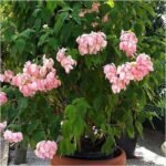 Mussaenda (Pink) - Plant - MP-314055