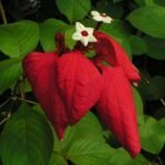 Mussaenda ( Red ) - Plant - MRP-918598