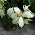 Mussaenda (White) - Plant - MP-451747