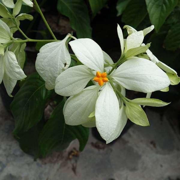 gog-plants-mussaenda-white-plant-16969039741068.jpg