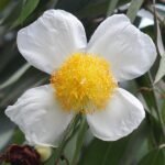 Nagkeshar, Mesua Ferrea - Plant - NMF-871923