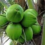Nariyal, Coconut Tree (Green, Grown Through Seeds) - Plant - NCT-973446