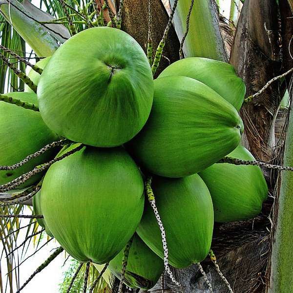 gog-plants-nariyal-coconut-tree-green-grown-through-seeds-plant-16969041739916.jpg