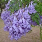 Neel Mohar, Jacaranda Mimosifolia - Plant - NMJ-652097
