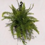 Nephrolepis Exaltata, Boston fern (Hanging basket) - Plant - NEB-600942