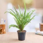 Nephrolepis exaltata (Green) Fern - Plant - NEF-843938