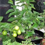 Nimboo, Lemon Tree - Plant - NLT-127997