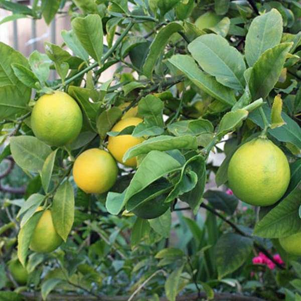 gog-plants-nimboo-lemon-tree-seedless-grafted-plant-16969045344396.jpg