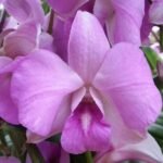 Orchid Plant, Dendrobium Orchid (Any variety, Lavender) - Plant - OPD-631644