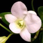 Orchid Plant, Dendrobium Orchid (Any variety, White) - Plant - OPD-498697