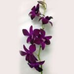 Orchid Plant, Dendrobium Orchid (Any variety, Wine Color) - Plant - OPD-953589