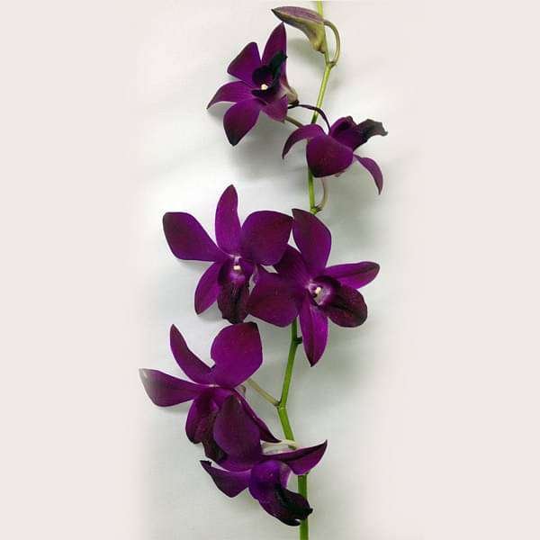 gog-plants-orchid-plant-dendrobium-orchid-any-variety-wine-color-plant-16969146040460.jpg