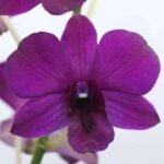 Orchid Plant, Dendrobium Orchid (Aridang Blue) - Plant - OPD-218562